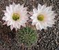 Echinopsis